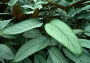گلشانه ,سته نانته,ته نانته,هرگز هرگز ,Giant Bamburanta,Never Never Plant
